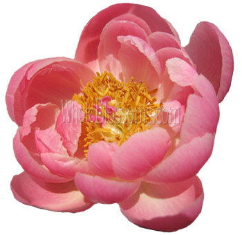 A vibrant coral peony flower in full bloom, showcasing soft pink petals and a golden yellow center, perfect for adding a pop of color to any arrangement.